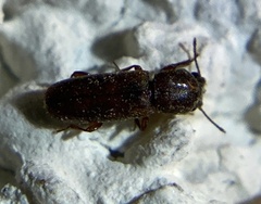 Lyctinae