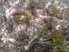 Stigmatopora nigra