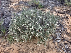 Prostanthera serpyllifolia microphylla