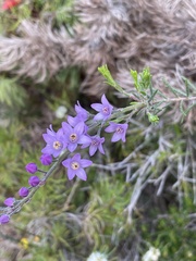 Philotheca spicata