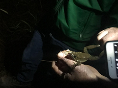Lithobates maculatus