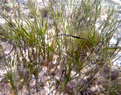 Stigmatopora nigra