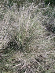 Eragrostis curvula