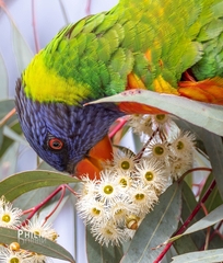 Trichoglossus moluccanus
