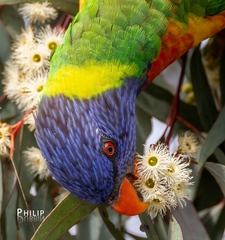 Trichoglossus moluccanus