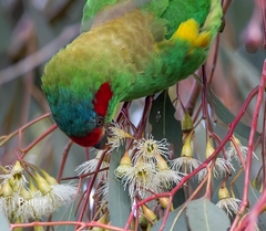 Glossopsitta concinna