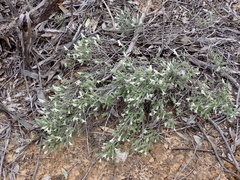 Prostanthera serpyllifolia microphylla