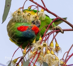 Glossopsitta concinna