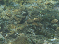 Cirripectes polyzona