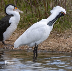 Platalea regia