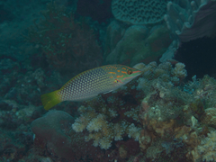 Halichoeres hortulanus