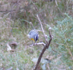 Pardalotus punctatus