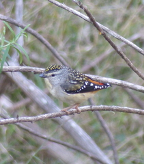 Pardalotus punctatus