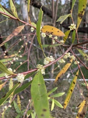 Hakea dactyloides