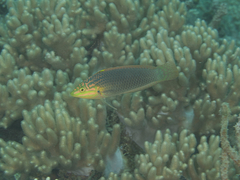 Halichoeres solorensis