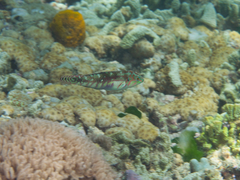 Halichoeres nebulosus