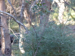 Pardalotus punctatus