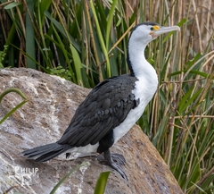 Phalacrocorax varius