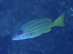 Lutjanus kasmira