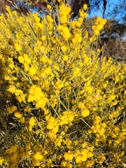 Acacia spinescens