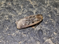 Parabagrotis