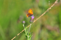 Lycaena dispar