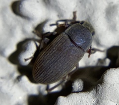 Blapstinus