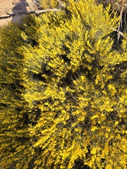 Acacia spinescens