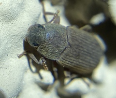 Blapstinus