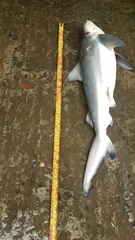 Carcharhinus leucas