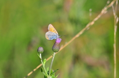 Lycaena dispar