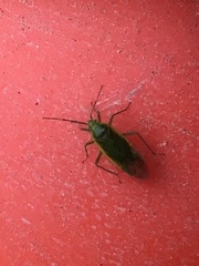 Orthotylus