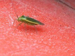 Orthotylus