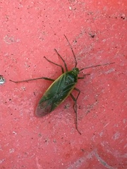 Orthotylus
