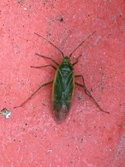 Orthotylus