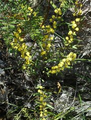 Acacia exudans