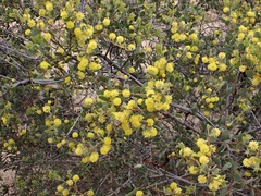 Acacia brachybotrya