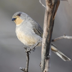 Pachycephala rufogularis
