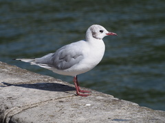 Chroicocephalus ridibundus