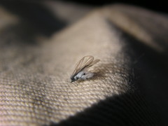 Prociphilus tessellatus