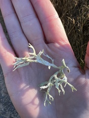 Evernia