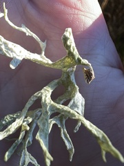 Evernia