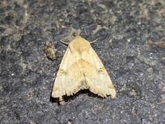 Heliothis phloxiphaga