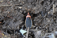 Rhiginia cinctiventris