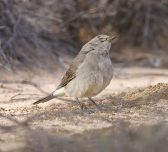 Pachycephala rufogularis