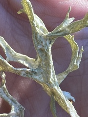 Evernia