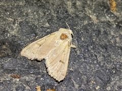 Dichagyris variabilis