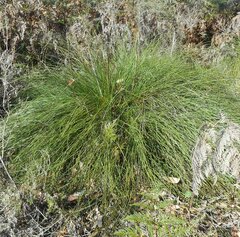 Xanthorrhoea minor lutea