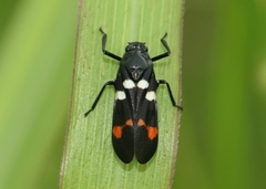 Callitettix versicolor