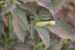 Datura leichhardtii